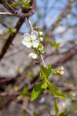 Honeybee on white flower of cherry tree collecting pollen and nectar to make sweet honey with medicinal benefits..