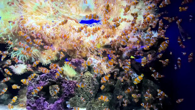 Breathtaking view of school of Ocellaris clownfish swimming in the big aquarium