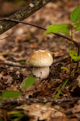 Single Boletus mushroom in the wild. Porcini mushroom grows on the forest floor at autumn season..