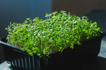 Arugula sprouts. Growing microgreens.