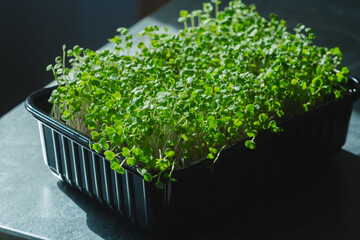 Arugula sprouts. Growing microgreens at home.