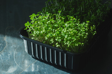 Microgreens. Green arugula sprouts growing in plastic tray.