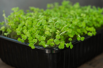 Microgreens. Close up of green arugula sprouts.
