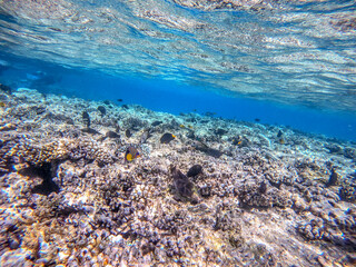 Shoal of differend kinds of the fish -  sailfin tang, Longnose Parrotfish, Picasso trigger, Birdmouth wrasse and other tropical fish swimming at the coral reef in the Red Sea, Egypt..