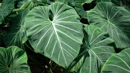 Beautiful closeup of Philodendron gloriosum plant leaves- perfect for background use