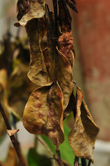 Leaf texture
