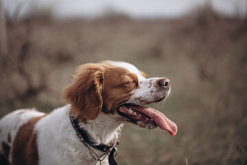 A dog of the hunting breed Epagnol Breton of white and red color during a hunting trip in nature in...