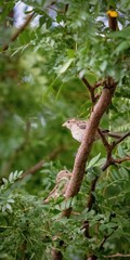 Closeup shot of a pair of house sparrows perched on a tree branch