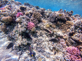 Shoal of differend kinds of the fish -  sailfin tang, Longnose Parrotfish, Picasso trigger, Birdmouth wrasse and other tropical fish swimming at the coral reef in the Red Sea, Egypt..