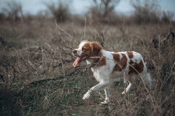 A dog of the Epagnol Breton hunting breed of white and red color in motion during a hunting trip in nature.