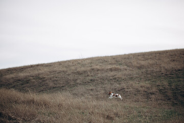 A dog of the Epagnol Breton hunting breed of white and red color during a hunting trip in nature...