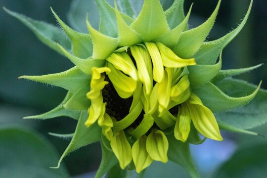 Closeup of a sunflower bud in a field