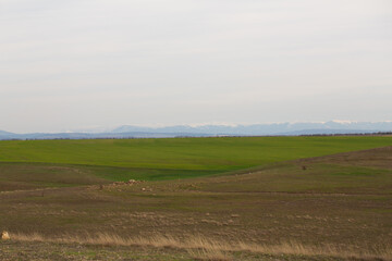 hilly terrain with green grass against the background of snow-capped mountains in the distance