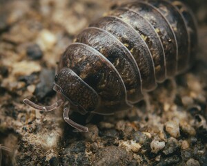 Macro shot of a woodlouse on the ground