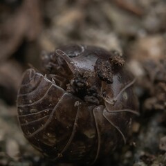 Macro shot of a curled up woodlouse on the ground