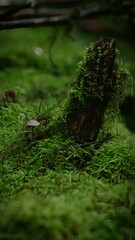 Vertical view of lichen and a mushroom growing in a humid forest