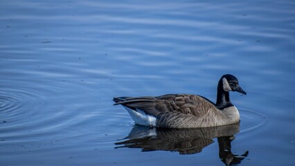 Closeup shot of a Canadian goose sitting in water