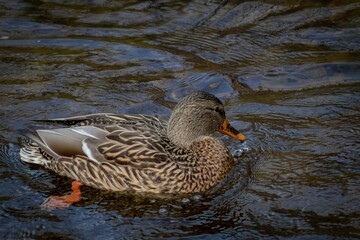 Closeup shot of a mallard duck sitting in the water