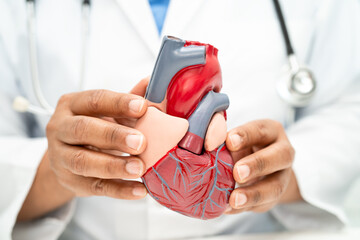 Cardiovascular disease CVD, Asian doctor holding human anatomy model for learn and treat heart...