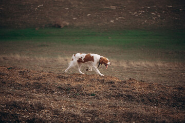 A dog of the Epagnol Breton hunting breed of white and red color in motion during a hunting trip in nature.