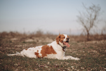 A dog of the Epagnol Breton hunting breed of white and red color lay down on the nature during a hunting trip.

