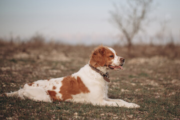 A dog of the Epagnol Breton hunting breed of white and red color lay down on the nature during a hunting trip.
