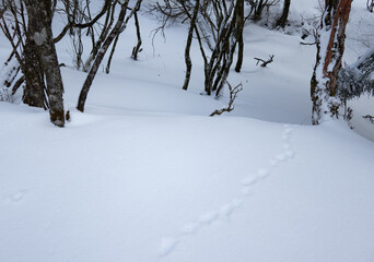 雪原についた足跡
