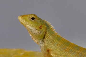 Closeup of an Oriental garden lizard on a blurry background