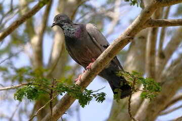 Closeup of a dove perched on a green branch of a tree