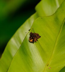Vertical closeup of a Potanthus omaha perched on a green leaf - obrazy, fototapety, plakaty