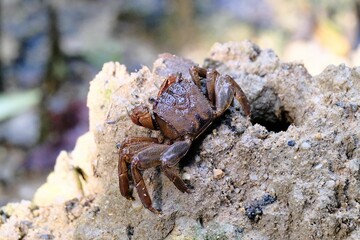 Closeup of a stone crab on a rock outdoors