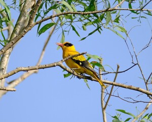 Closeup of a Black-naped oriole perched on a green branch of a tree