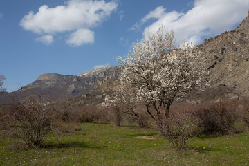 Mountains in spring Crimea against a background of blue sky, bright sunlight and flowering trees
