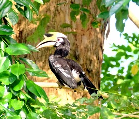Closeup of an Oriental pied hornbill perched on a green branch of a tree