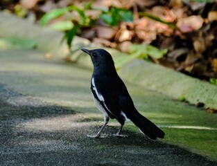 Closeup of an Oriental magpie-robin perched on a stone railing