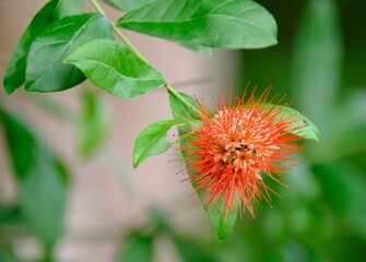 Closeup of a river bushwillow (Combretum erythrophyllum) growing on a green shrub