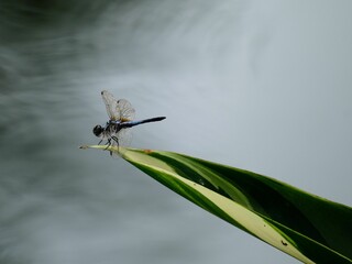 Closeup of a Dragonfly perched on a green leaf