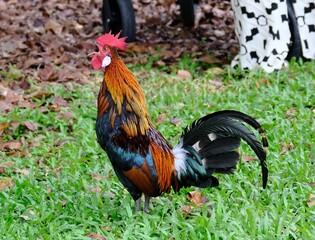 Closeup of a rooster walking on green grass