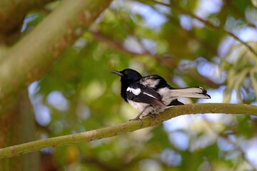 Closeup of an Oriental magpie-robin perched on a green branch of a tree