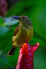 Vertical closeup of a brown-throated sunbird perched on a costus flower in green shrubs
