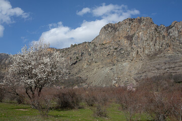 Mountains in spring Crimea against a background of blue sky, bright sunlight and flowering trees
