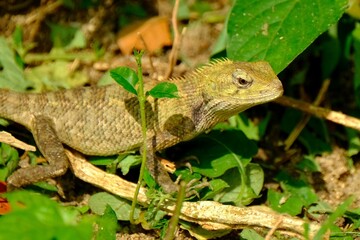 Closeup of an Oriental garden lizard crawling on the ground among green leaves