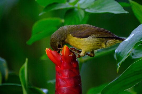 Closeup of a brown-throated sunbird perched on a costus flower in green shrubs