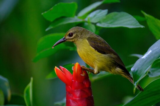 Closeup of a brown-throated sunbird perched on a costus flower in green shrubs