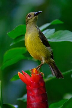 Vertical closeup of a brown-throated sunbird perched on a costus flower in green shrubs