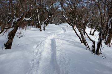 森の雪道