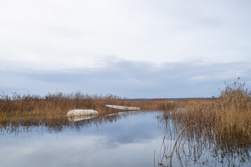 Reeds on the seashore against the cloudy sky. Autumn landscape with dry reed and white boats.