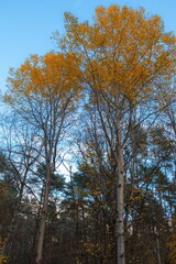 Fototapeta premium Vertical closeup of the tops of lush green trees against the blue sky