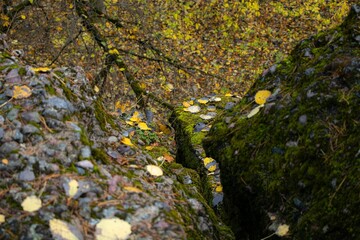 Closeup of moss-covered stones with autumn leaves on them against blurred background