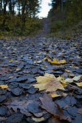 Vertical shot of wet autumn leaves on the ground in a forest, cool for background